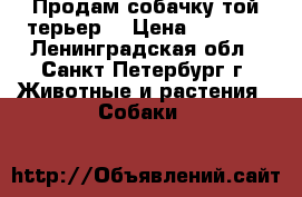 Продам собачку той терьер  › Цена ­ 4 000 - Ленинградская обл., Санкт-Петербург г. Животные и растения » Собаки   